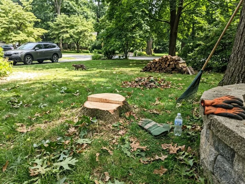 Recent tree work in Larchmont